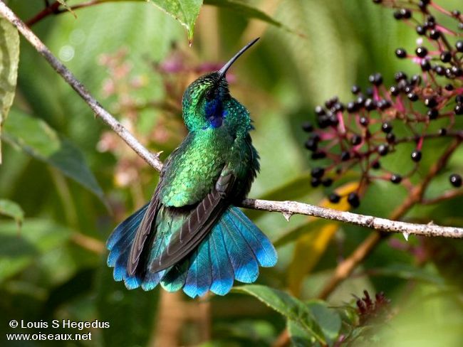 colibri4
